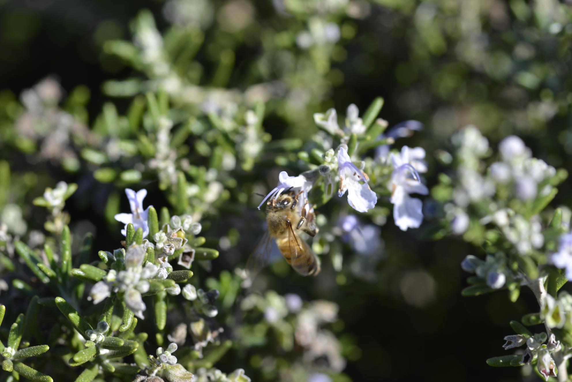 a bee on a flower in the demonstration garden 
