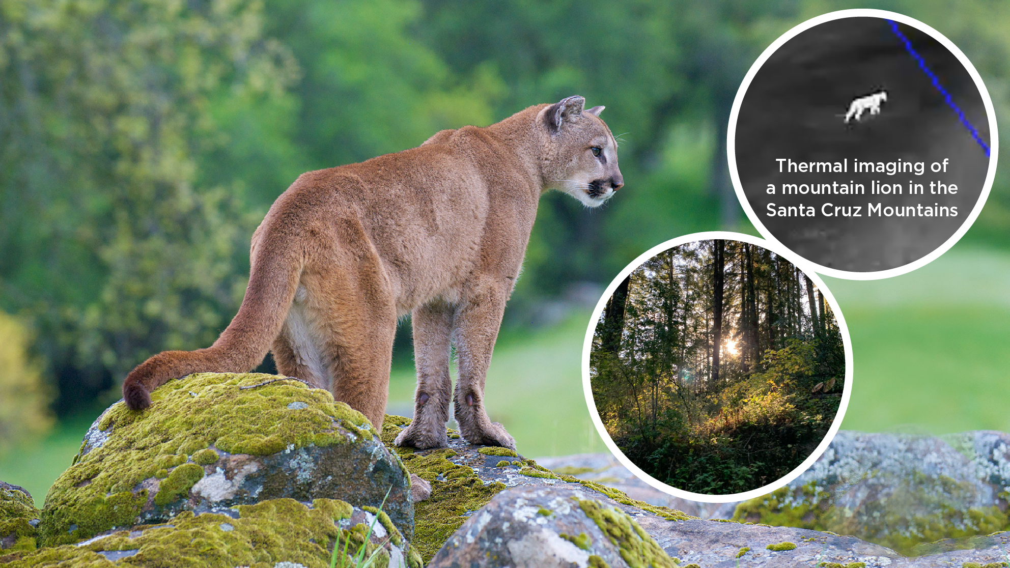 a mountain lion