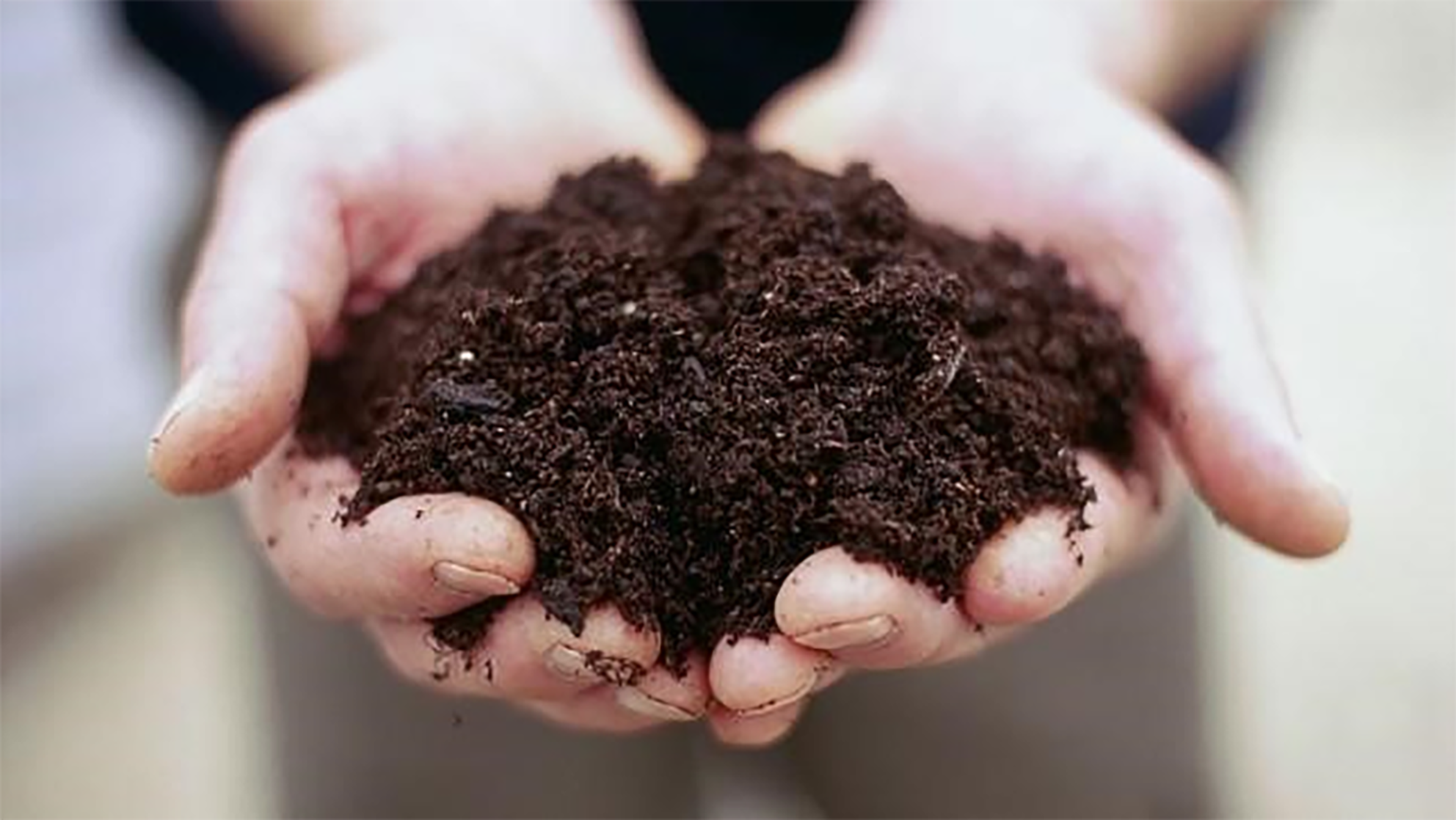 Person holding soil