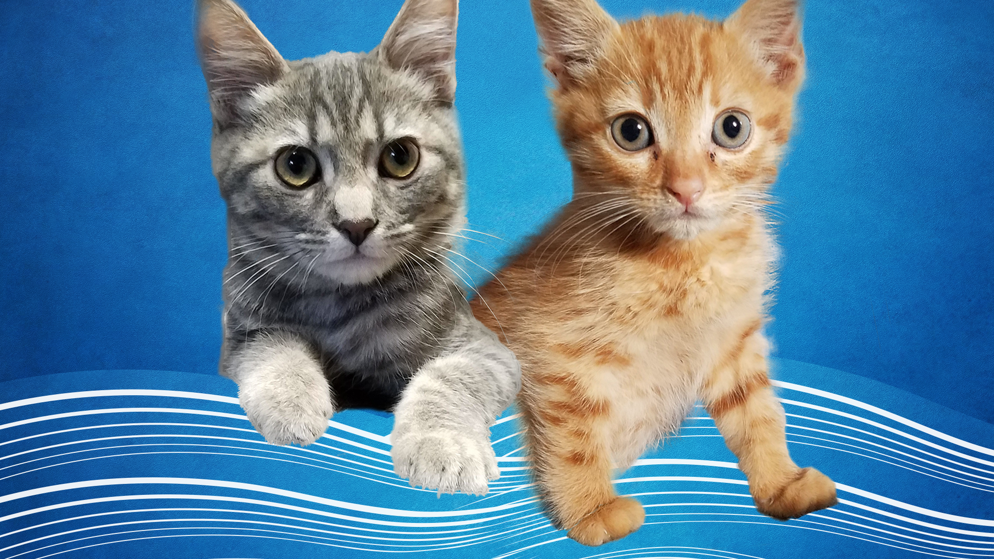 SJW-Blog---Madeleine-Ramirez_V3.png Cats