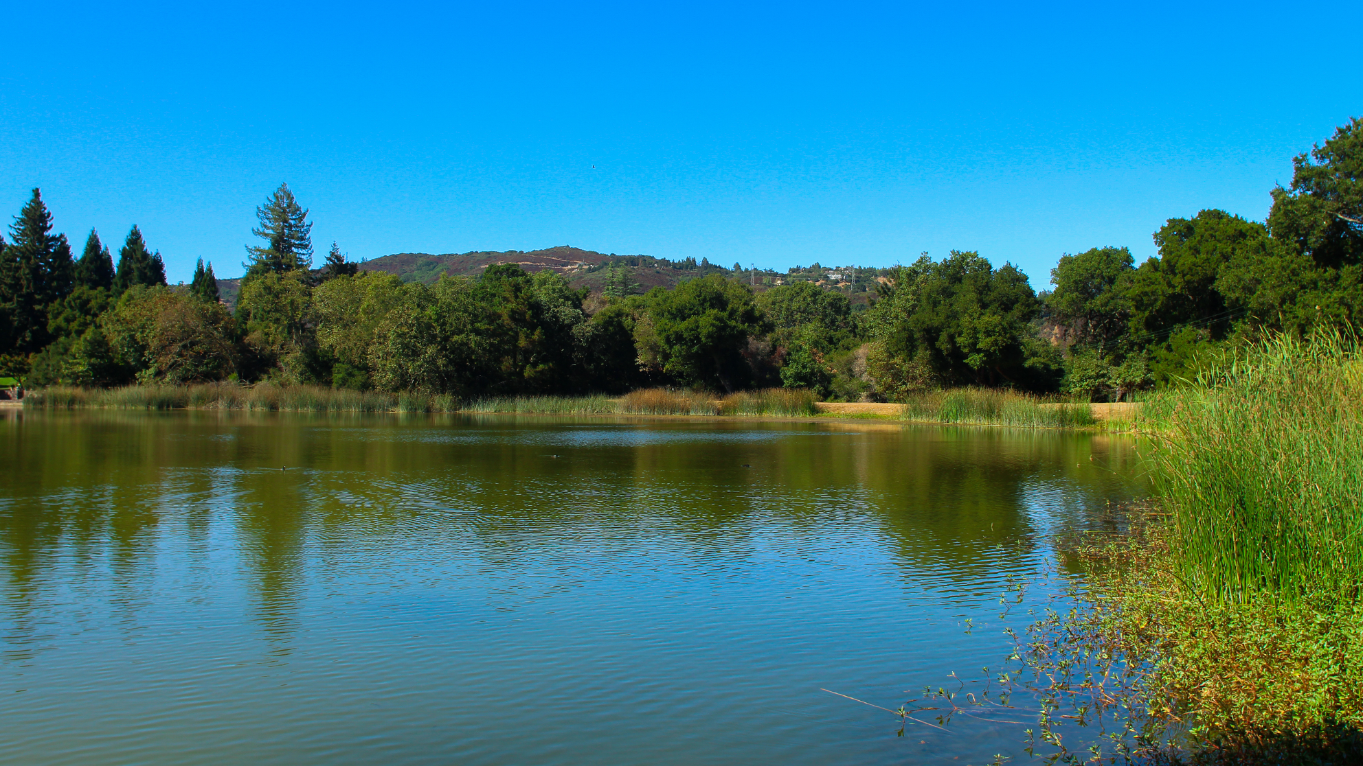 Lake Kittredge Wetland Restoration