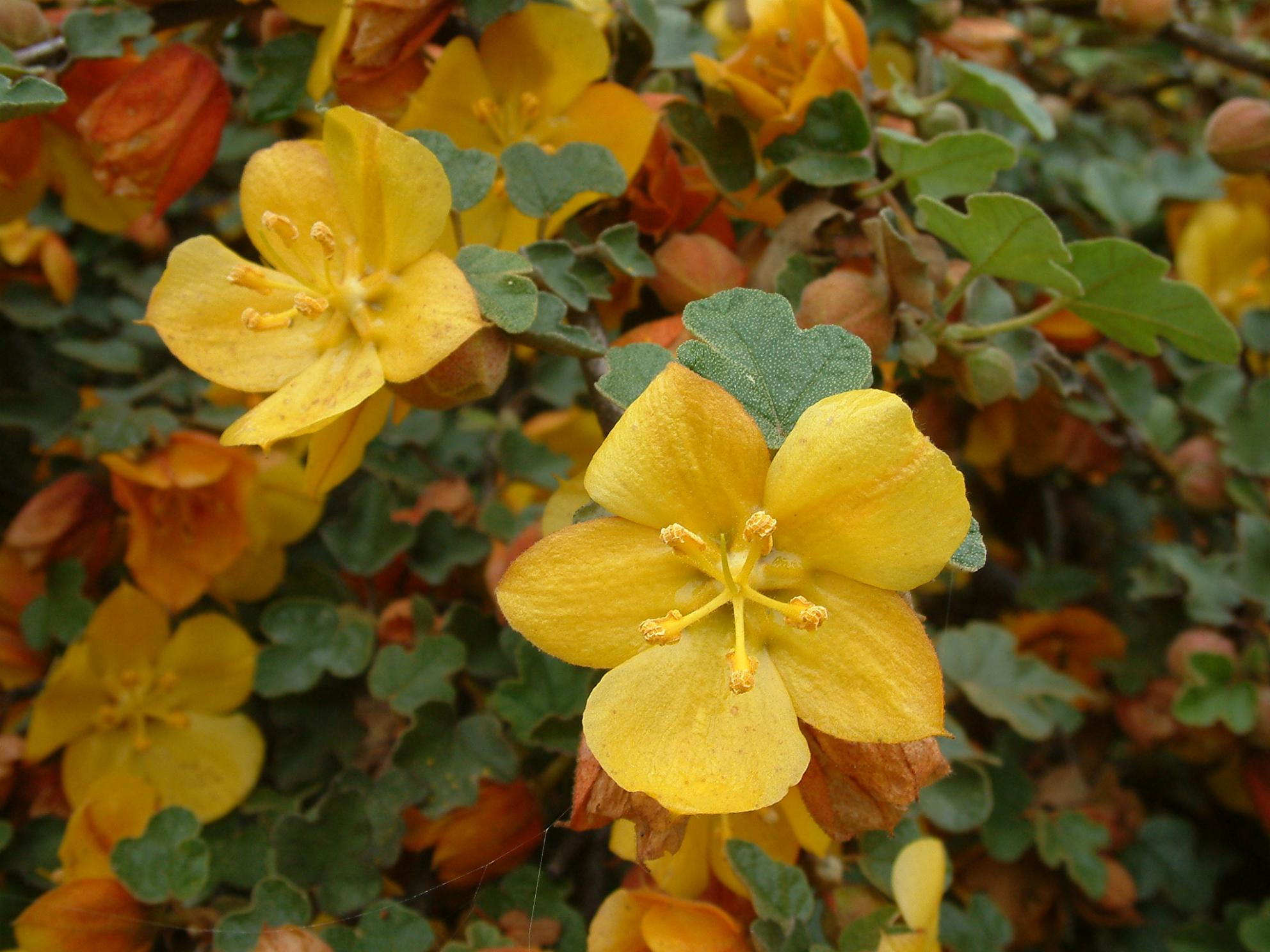 Fremontodendron El Dorado Gold 081.jpg Fremontodendron