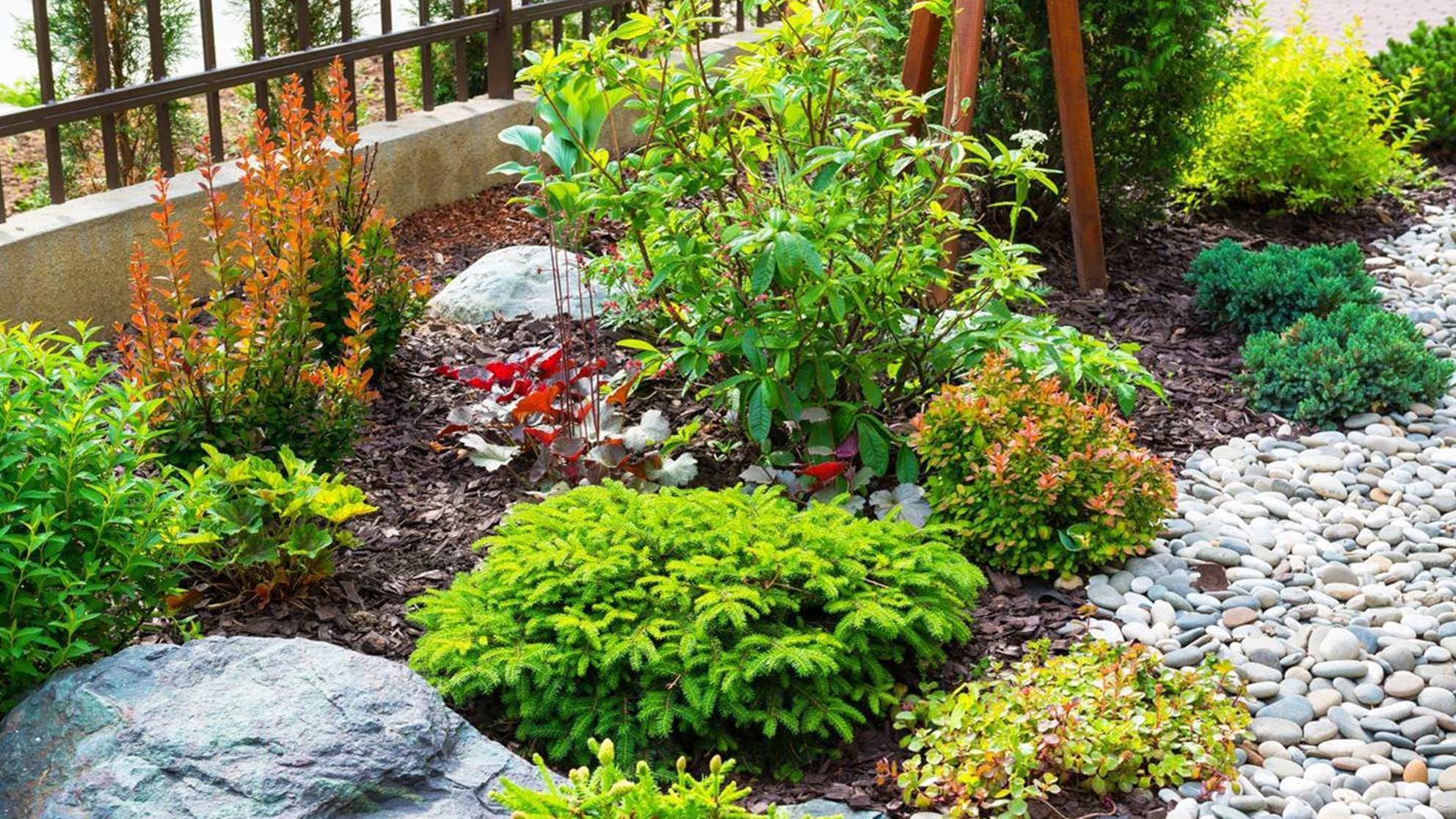 A beautiful residential yard with a variety of plants