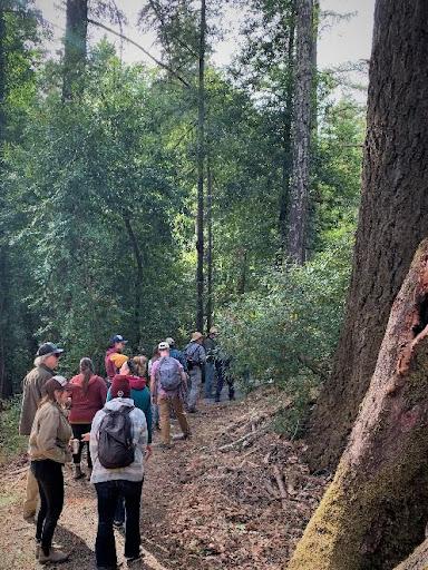 people walking in the forest