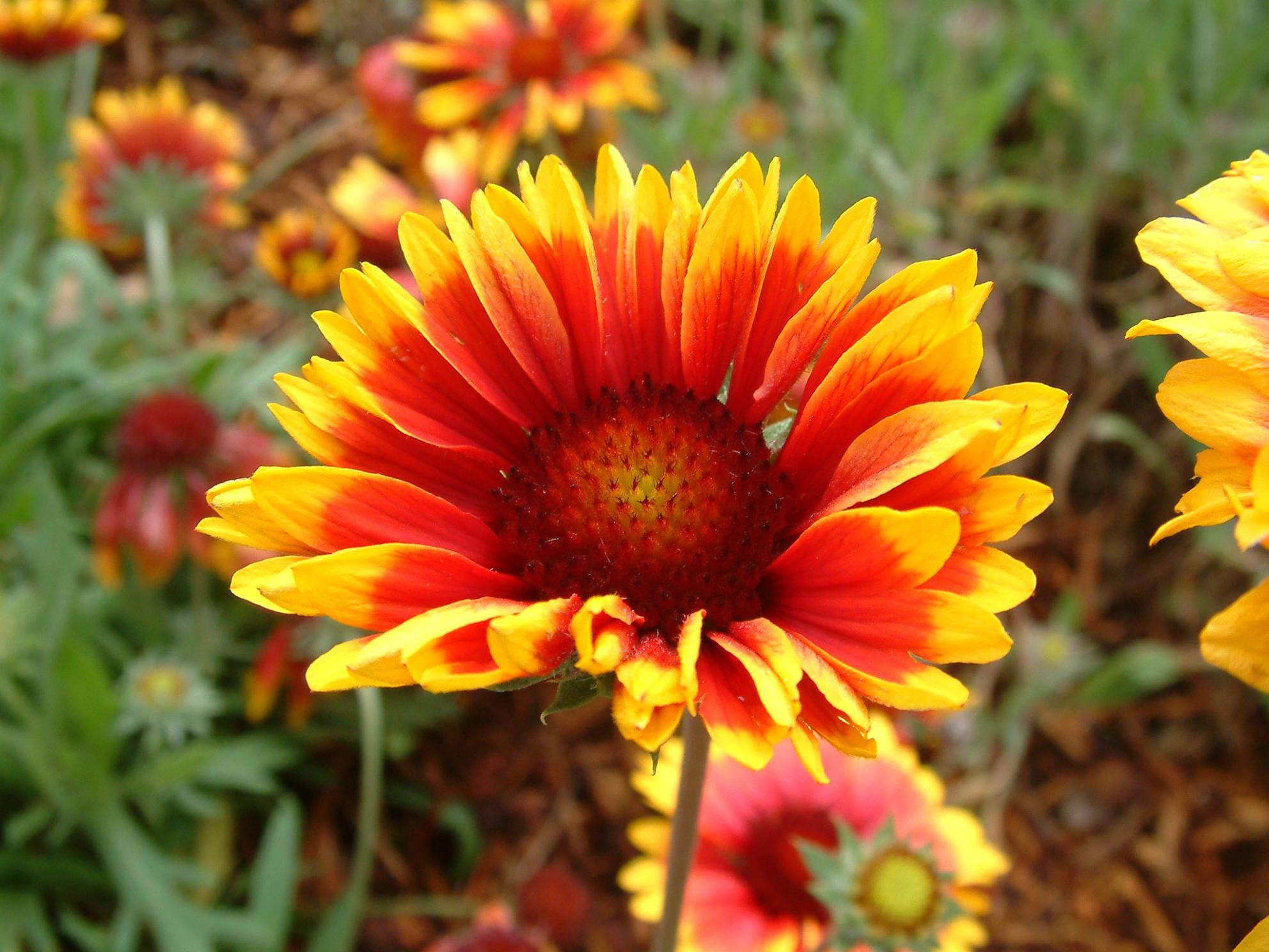 Photo of a gaillardia flower from Gardensoft website