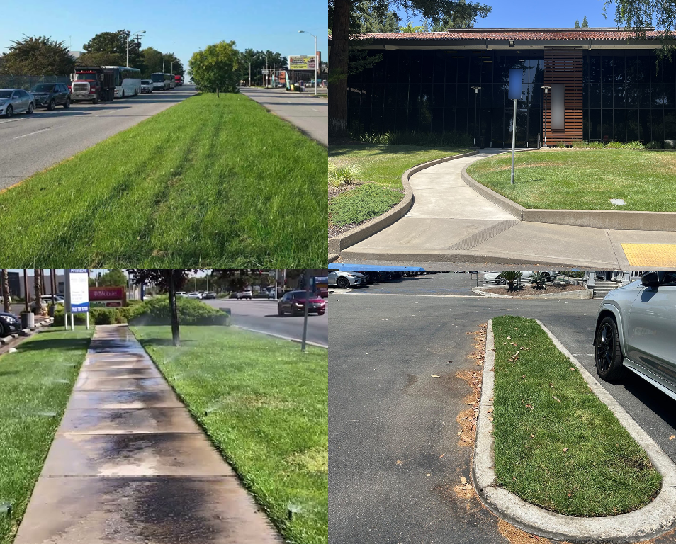 Collage of examples of nonfunctional turf lawn