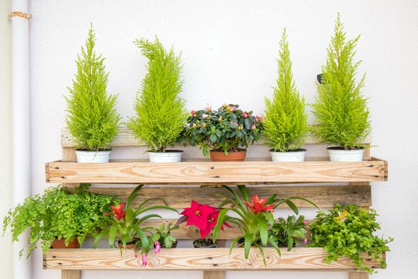 Green plants on a shelf
