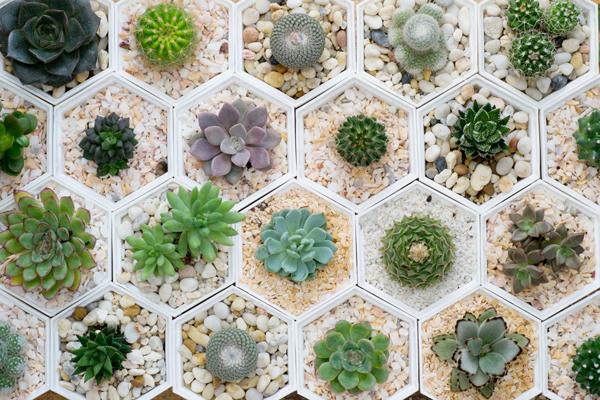 Multiple Succulents and Plants