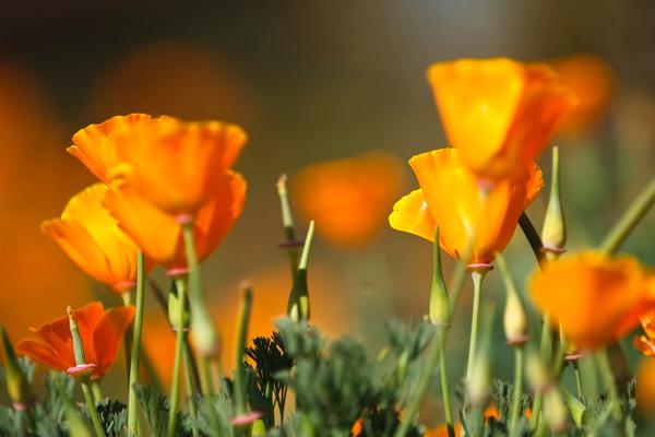 Watering101_Image600pxX400px.jpg Orange Tulips