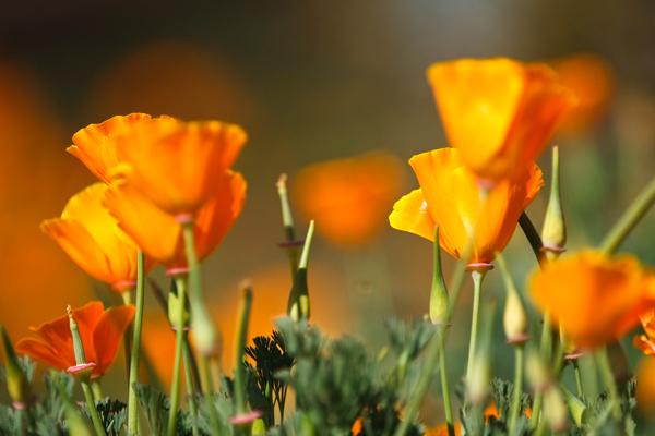 Orange Tulips