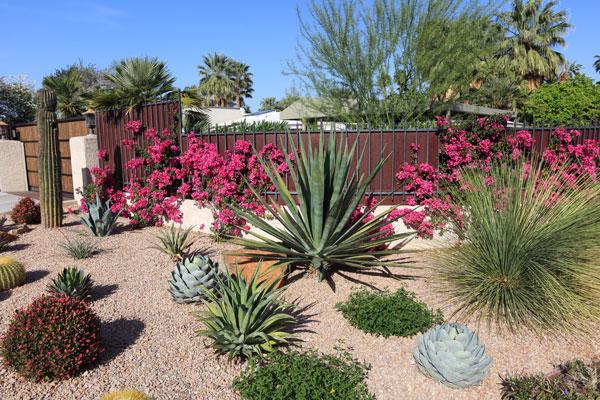 Garden landscape with pretty flowers and plants