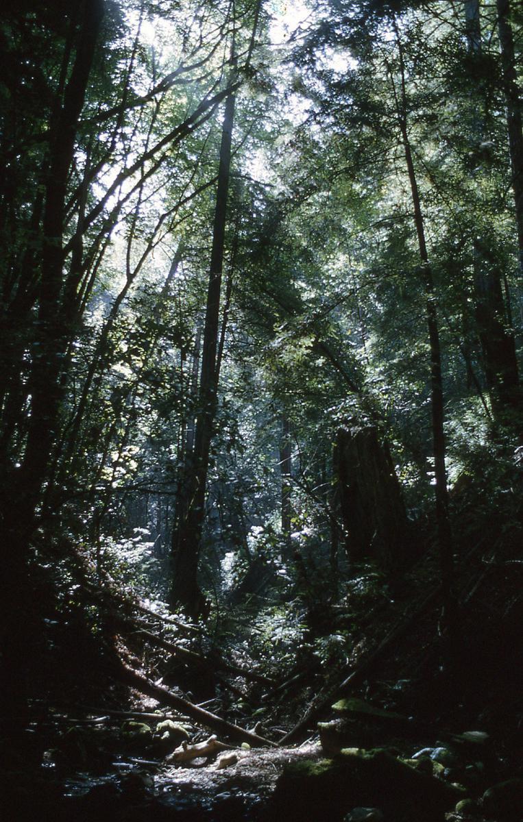 opendocument (3).jpg beautiful green trees in a forest